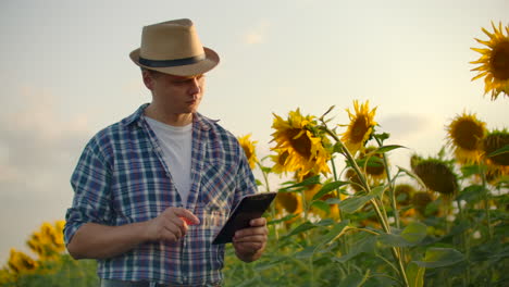 A-man-in-straw-hat-walks-across-a-field-with-large-sunflowers-and-writes-information-about-it-in-his-electronic-tablet-in-summer-evening.